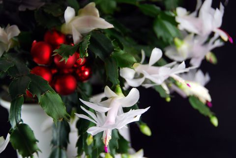 Schlumbergera és baubles