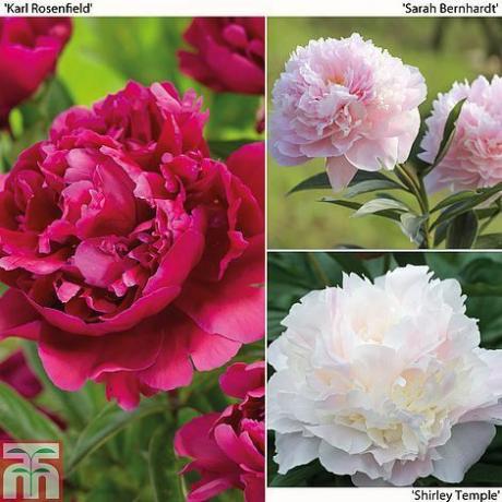 Pünkösdi rózsa GyűjteményPaeonia lactifloraLegyes bazsarózsa