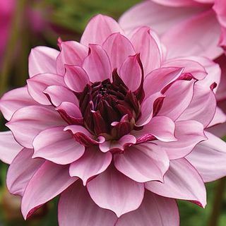 Dahlia " Creme de Cassis"