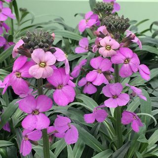 Erysimum "Bowles