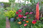 8 legjobb virágos növény színes kerti megjelenítéshez