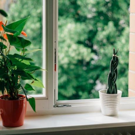 cserepes növények az ablakpárkányon nyitott ablakkal