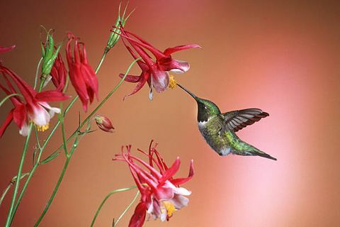 a rubin torkú kolibri (archilochus colubris) olyan kolibri faj, amely általában a tél tölti Közép-Amerikában, és nyárra vándorol Észak-Amerikába, hogy tenyészthessen; messze a leggyakoribb kolibri, amelyet északon a Mississippi-folyótól keletre láttunk. Amerika