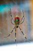 Mik azok a Joro pókok? A tudósok arra számítanak, hogy az elkövetkező években megtámadják a keleti partot