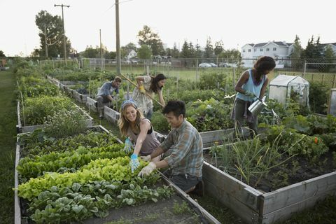 Az emberek hajlamosak a közösségi zöldségkertre