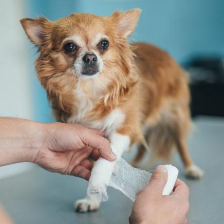 Chihuahua megsérült lába