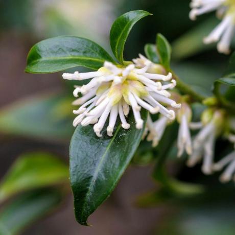 Sarcococca confusa