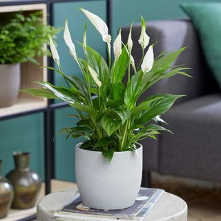 50cm Peace Liliom | Spathiphyllum | 13 cm-es edény | A növényelmélet szerint