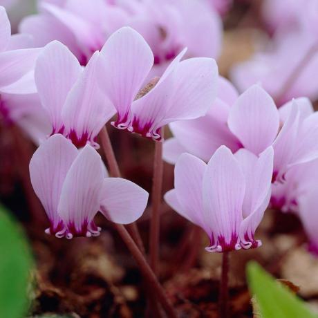 Cyclamen hederifolium