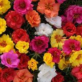 Moss Rose magok