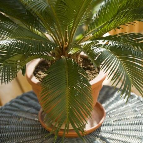 cycas tenyér