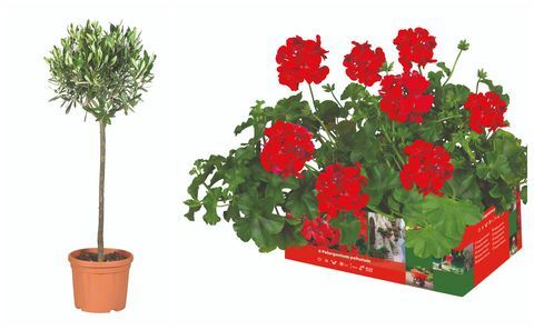 Lidl olajfa és a Pelargonium peltatum