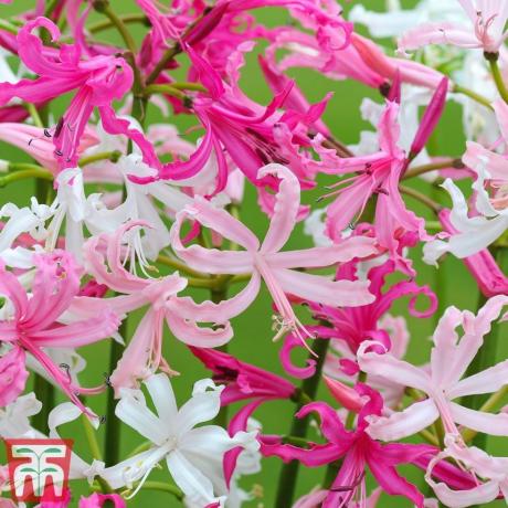 Nerine bowdenii 'mixed'