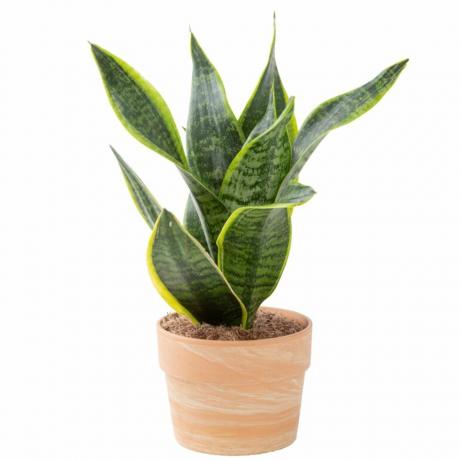 Snake Plant