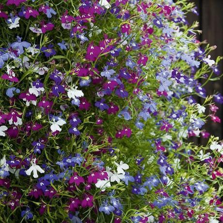 Lobelia Ultra Cascade vegyes