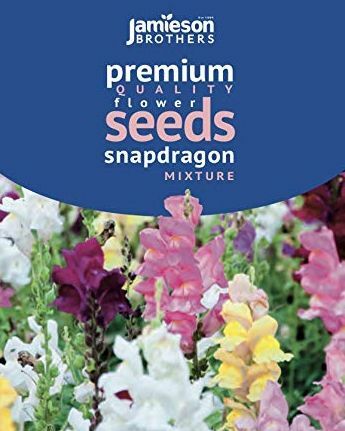 Antirrhinum Snapdragon vegyes virágmag