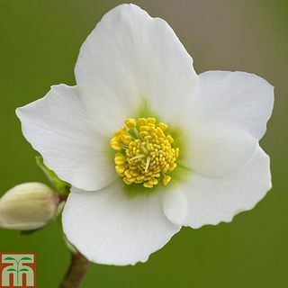 Hellebore Niger csupasz gyökérnövények