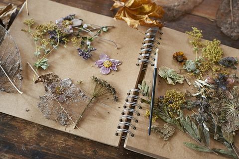 Szárított virágok és gyógynövények a notebook