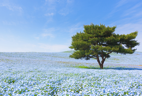 Hitachi park virágzik