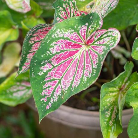 gyönyörű caladium bicolor vagy a leveles növények királynője