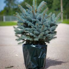 Luxus, friss karácsonyfa – cserepes kék lucfenyő (Picea pungens glauca) – azonnali kiszállítás