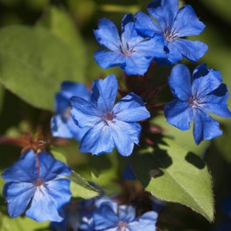 ceratostigma plumbaginoides, strapabíró plumbago, őszi növény