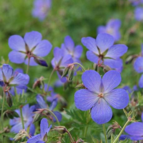 Geranium × johnsonii 'Johnson's Blue'