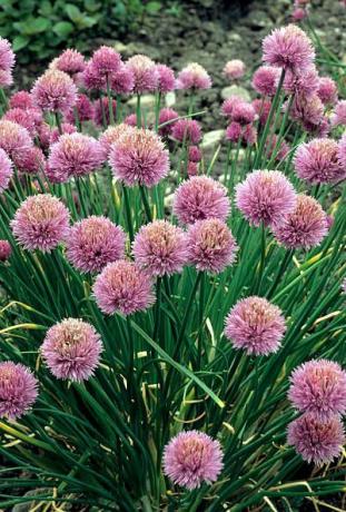 allium schoenoprasum, metélőhagyma, rózsaszín, lila virág alliumok