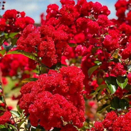 Fodros Red Magic Crape Myrtle 