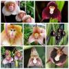 Ezek a ritka orchideák úgy néznek ki, mint a majom arcai, és megvásárolhatja a magokat