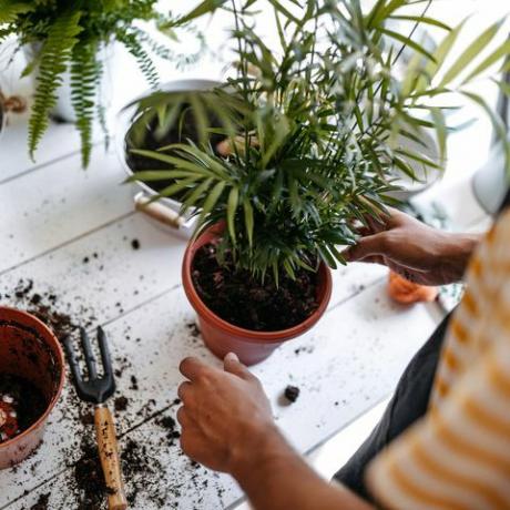fiatal vállalkozó növényeket ültet át virágüzletben, kötényt visel, kertészeti eszközökkel