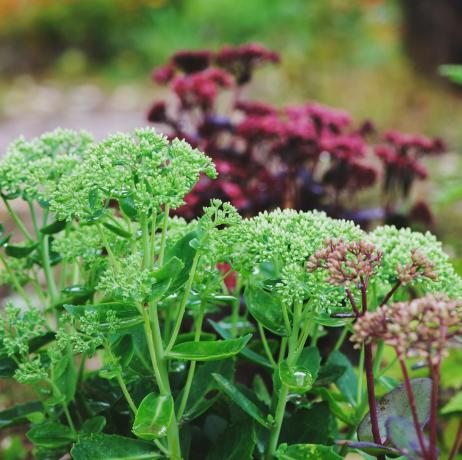 szegélynövények, különféle nyári kertben összeültetett hylotelephium spectabile sedum lila császár, briliáns és matrona sedum