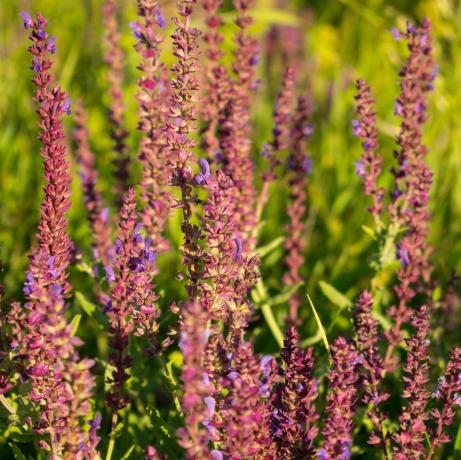 szegélynövény, virágzó kerti zsálya közönséges zsálya, kulináris zsálya, salvia officinalis friss lila virágok mezője rózsaszín nyári réti zsálya háttér