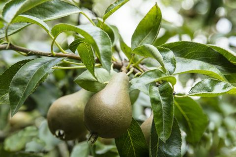 Somerset ház dicsőséges kerttel eladó