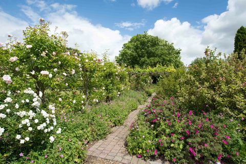 A levél, Ickham, Kent ROSE GARDEN - Strutt & Parker