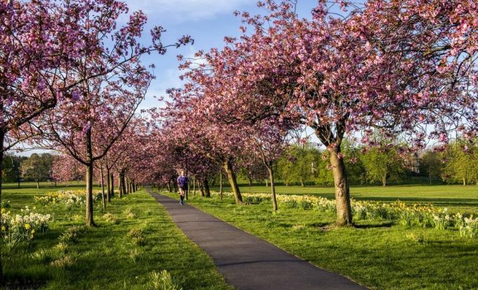 a cseresznyevirág virágzik a kóbor parkban Harrogate központjában