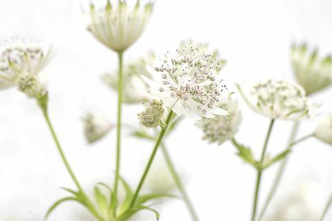 Fehér Astrantia fő nyári virágok 