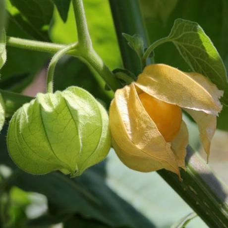 allotment, cape egres, physalis gyümölcs, szabadtéri, élelmiszer