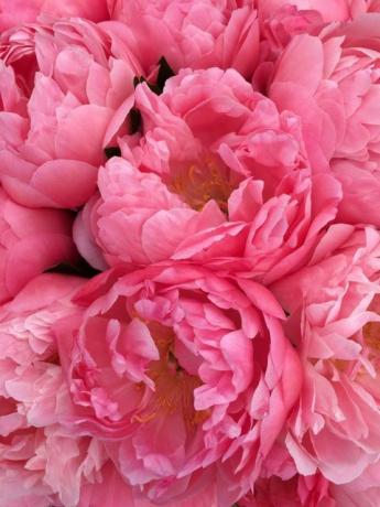 peonies