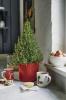 A Waitrose mini rozmaring karácsonyfákat kínál enni és díszíteni
