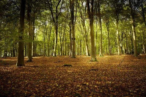 Gyönyörű erdők az Egyesült Királyságban, hogy kipróbálhassák az erdőfürdést