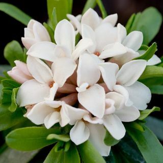 Daphne × transatlantica örök illat („Blafra”)