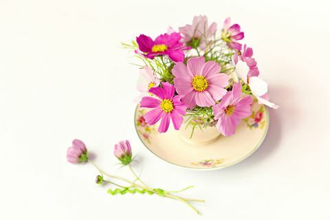 Szép rózsaszín virágok egy teáscsésze