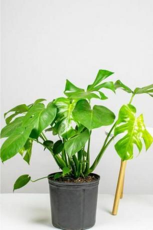 Monstera Deliciosa, 10 "-es edény