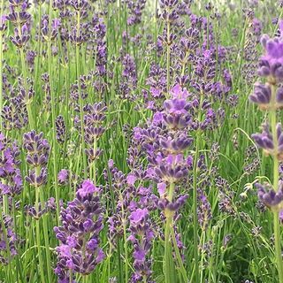 Lavandula angustifolia 'Munstead'