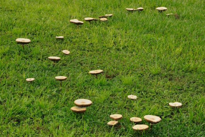 hogyan lehet megállítani a gombát az udvaron