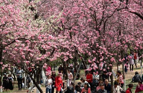 Cseresznyevirágok Kunmingban, Kína Yunnan tartományában