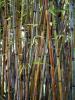 Hogyan termeszthető bambusz
