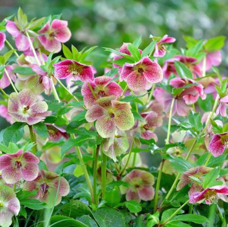 szegélynövények, kerti szegélynövények, a helleborus niger, más néven karácsonyi rózsa, téli rózsa vagy fekete hunyor, örökzöld, évelő növény A boglárkafélék családjába tartozó virágos növény a ranunculaceae karácsonyi rózsa növény mérgező, öt szirmának virágai különböző színűek, pl. fehér, piros, rózsaszín, lila, zöld, sárga és sárgabarack, és télen, gyakran karácsonykor, enyhe éghajlaton és késő tavasszal, hidegebb időben jelennek meg területeken