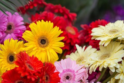 Gerbera virágok vor értékesítés a piacon